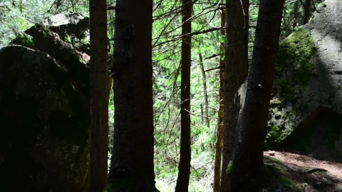 Video Stock Pines Casting A Shadow Live Wallpaper Free - Free Live Wallpaper