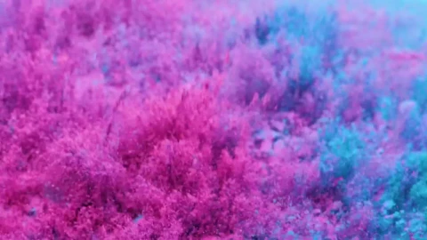 Video Stock Pink And Blue Powder Live Wallpaper Free - Free Live Wallpaper