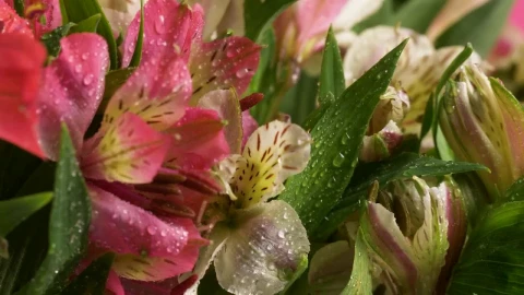 Video Stock Pink And White Flower Bouquet Live Wallpaper Free - Free Live Wallpaper