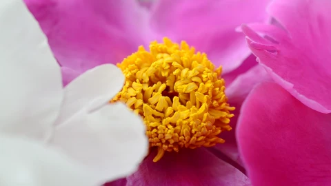 Video Stock Pink And White Flowers In A Close Up Shot Live Wallpaper Free - Free Live Wallpaper