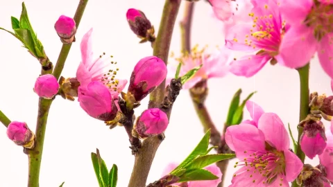 Video Stock Pink Cherry Flowers On The Branch Opening Live Wallpaper Free - Free Live Wallpaper