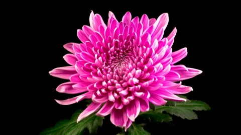Video Stock Pink Chrysanthemum Flower Opening Live Wallpaper Free - Free Live Wallpaper