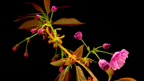 Video Stock Pink Flower Opening Live Wallpaper Free - Free Live Wallpaper