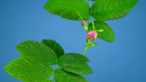 Video Stock Pink Flower Moving And Opening Live Wallpaper Free - Free Live Wallpaper