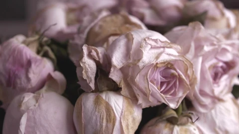 Video Stock Pink Flowers About To Fade Live Wallpaper Free - Free Live Wallpaper