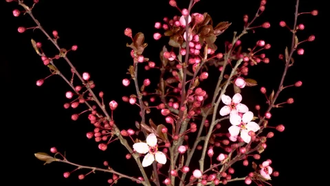 Video Stock Pink Flower Opening On A Cherry Tree Live Wallpaper Free - Free Live Wallpaper