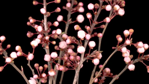 Video Stock Pink Flowers Blooming In A Cherry Tree Live Wallpaper Free - Free Live Wallpaper