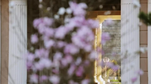 Video Stock Pink Flowers In A City Garden Live Wallpaper Free - Free Live Wallpaper