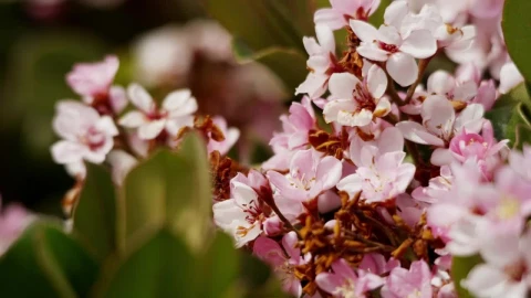 Video Stock Pink Flowers In A Garden Close Up Live Wallpaper Free - Free Live Wallpaper