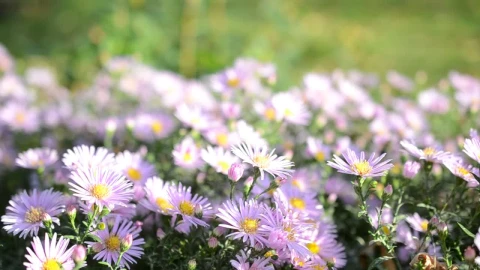 Video Stock Pink Flowers In A Small Garden Live Wallpaper Free - Free Live Wallpaper