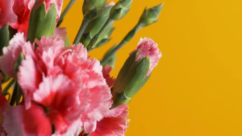 Video Stock Pink Flowers Live Wallpaper Free - Free Live Wallpaper