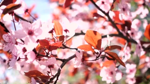 Video Stock Pink Flowers On A Tree Branch Live Wallpaper Free - Free Live Wallpaper