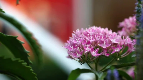 Video Stock Pink Flowers On A Stem Next To A Fountain Live Wallpaper Free - Free Live Wallpaper