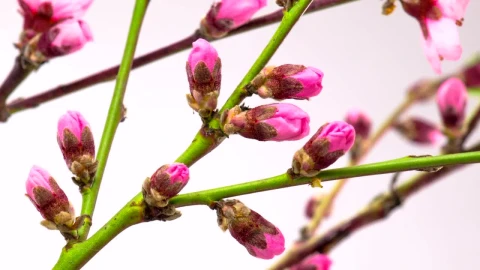 Video Stock Pink Flowers Opening On Green Branches Live Wallpaper Free - Free Live Wallpaper