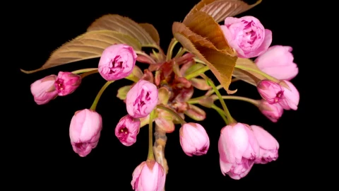 Video Stock Pink Flowers Opening Their Petals At The Same Time Live Wallpaper Free - Free Live Wallpaper
