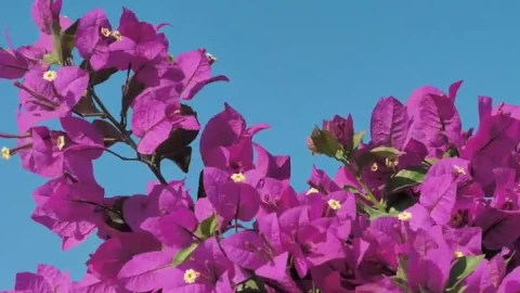 Video Stock Pink Flowers Wave In The Breeze Live Wallpaper Free - Free Live Wallpaper