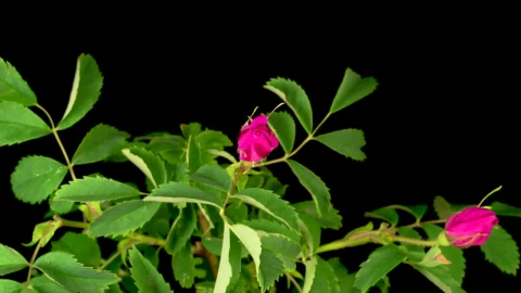 Video Stock Pink Flowers Opening Their Petals On A Black Background Live Wallpaper Free - Free Live Wallpaper