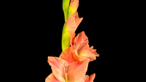Video Stock Pink Gladiolus Flower Blooming Live Wallpaper Free - Free Live Wallpaper
