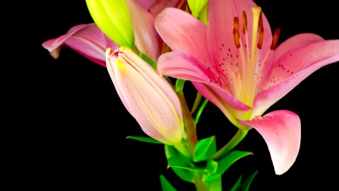 Video Stock Pink Lily Flower Opening Live Wallpaper Free - Free Live Wallpaper