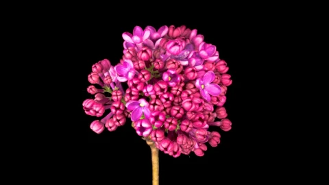 Video Stock Pink Lilacs Opening Their Petals On A Black Background Live Wallpaper Free - Free Live Wallpaper