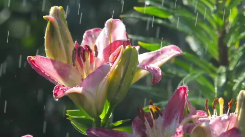 Video Stock Pink Lily Flower Under Rain Live Wallpaper Free - Free Live Wallpaper