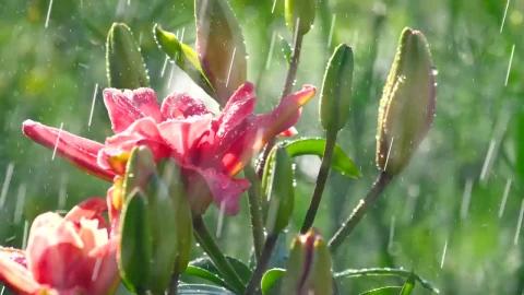 Video Stock Pink Lily Flower Under The Rain Live Wallpaper Free - Free Live Wallpaper