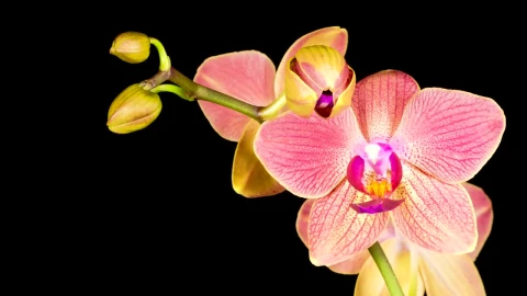 Video Stock Pink Orchid On A Black Background Live Wallpaper Free - Free Live Wallpaper
