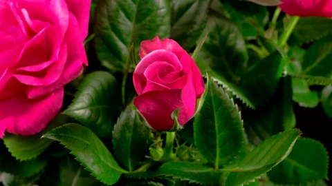 Video Stock Pink Rose In The Bush Open Live Wallpaper Free - Free Live Wallpaper