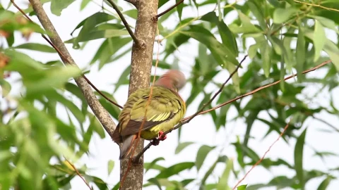 Video Stock Pink Pigeon Cleaning Their Feathers Live Wallpaper Free - Free Live Wallpaper