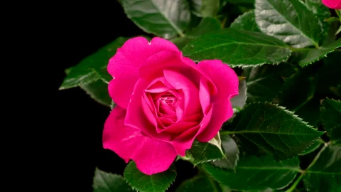 Video Stock Pink Rose On The Bush Opens Live Wallpaper Free - Free Live Wallpaper