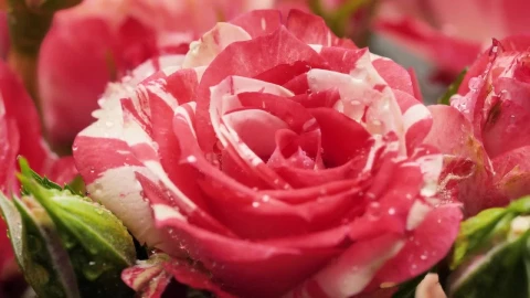 Video Stock Pink Rose With Water Drops On The Petals Live Wallpaper Free - Free Live Wallpaper