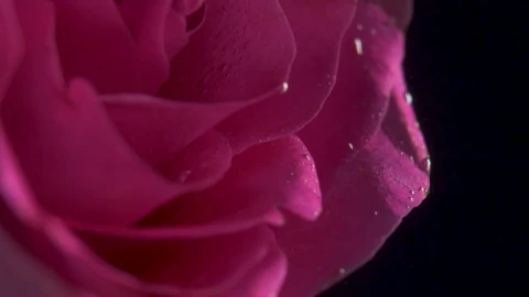 Video Stock Pink Rose Underwater Live Wallpaper Free - Free Live Wallpaper