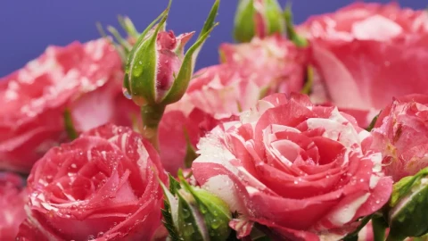 Video Stock Pink Roses On A Purple Background Live Wallpaper Free - Free Live Wallpaper