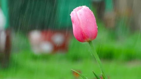 Video Stock Pink Tulip Under The Rain Live Wallpaper Free - Free Live Wallpaper