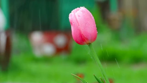 Video Stock Pink Tulip Under The Rain Shallow Focus Live Wallpaper Free - Free Live Wallpaper