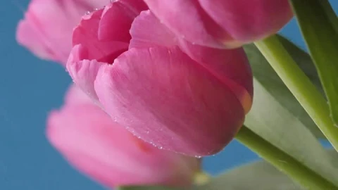 Video Stock Pink Tulips Being Watered Live Wallpaper Free - Free Live Wallpaper