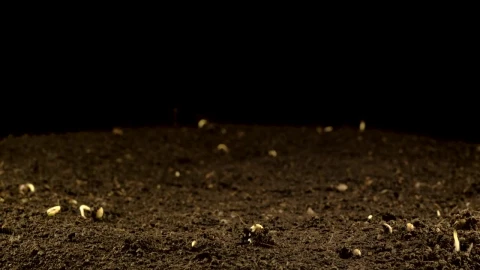 Video Stock Plant Growing In A Black Background Live Wallpaper Free - Free Live Wallpaper