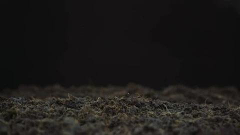 Video Stock Plant Growing In The Ground Live Wallpaper Free - Free Live Wallpaper