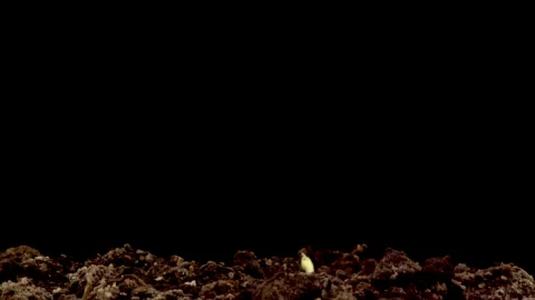 Video Stock Plant Growing On A Black Background Live Wallpaper Free - Free Live Wallpaper