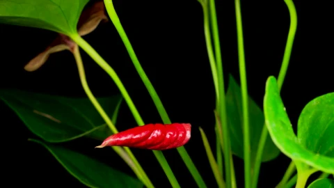 Video Stock Plant On A Black Background With A Red Flower Live Wallpaper Free - Free Live Wallpaper