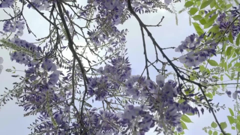 Video Stock Plant With Purple Flowers Live Wallpaper Free - Free Live Wallpaper