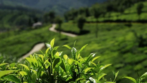 Video Stock Plantation On The Side Of A Hill Live Wallpaper Free - Free Live Wallpaper
