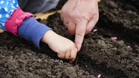 Video Stock Planting Seeds Close Up Live Wallpaper Free - Free Live Wallpaper