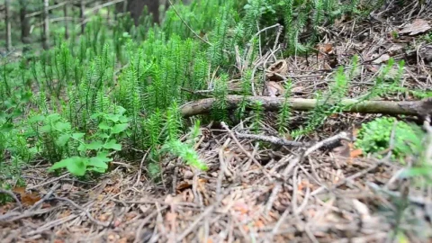 Video Stock Plants Growing Across A Forest Clearing Live Wallpaper Free - Free Live Wallpaper
