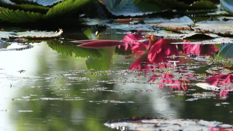 Video Stock Plants Across A Still Pond Live Wallpaper Free - Free Live Wallpaper