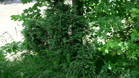 Video Stock Plants Growing Along A River Live Wallpaper Free - Free Live Wallpaper