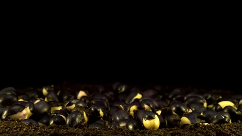 Video Stock Plants Growing In Fast Motion Live Wallpaper Free - Free Live Wallpaper