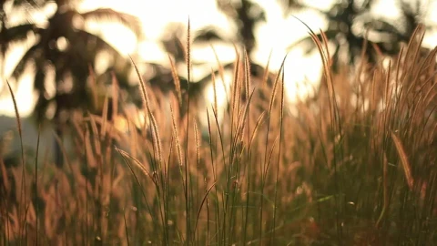 Video Stock Plants In A Field In Spring Shallow Focus Shot Live Wallpaper Free - Free Live Wallpaper