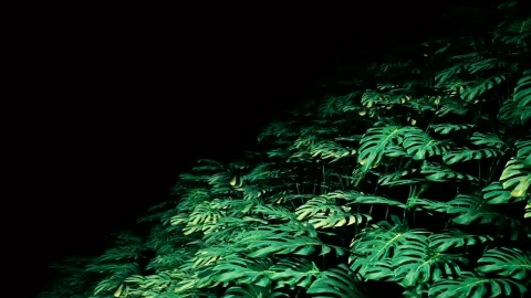 Video Stock Plants In The Dark Loop Video Live Wallpaper Free - Free Live Wallpaper