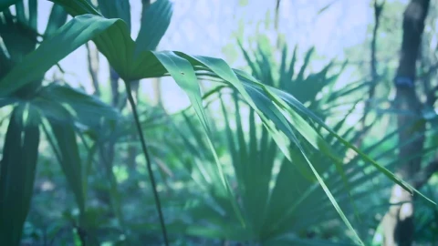 Video Stock Plants On A Sunny Day Live Wallpaper Free - Free Live Wallpaper